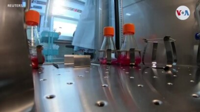 AMBIENTE: Camarones cultivados en laboratorio