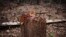 A hacked stump stands in the midst of a logged area in eastern Sierra Leone Apr. 22, 2012.