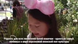 Не просто «кот-кафе»