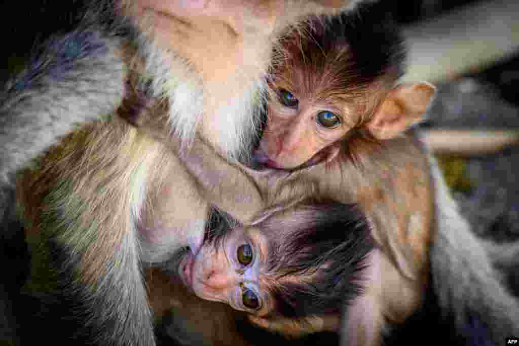 خوراک کی کمی کے باعث بندروں کے رویوں میں تبدیلی آنا شروع ہوئی اور یہ لڑائی جھگڑوں پر اتر آئے۔
