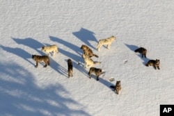 FILE - In this March 21, 2019, aerial file photo provided by the National Park Service, the Junction Butte wolf pack rests in the snow in Yellowstone National Park, Wyo. (National Park Service via AP, File)