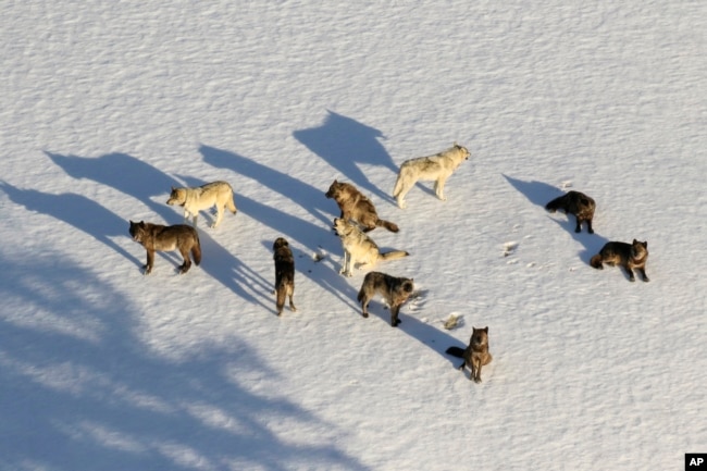 FILE - In this March 21, 2019, aerial file photo provided by the National Park Service, the Junction Butte wolf pack rests in the snow in Yellowstone National Park, Wyo. (National Park Service via AP, File)