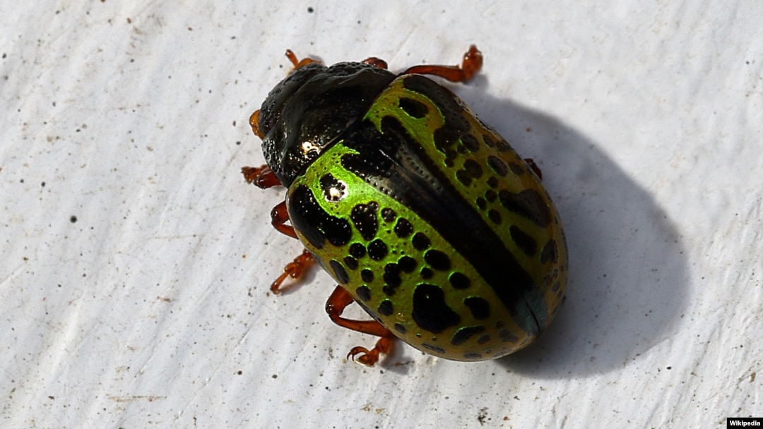 Kumbang Calligrapha di Australia utara, pemakan daun gulma Sida.
