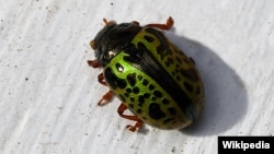 Kumbang Calligrapha di Australia utara, pemakan daun gulma Sida.