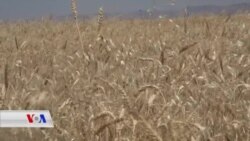 Astengiyên Werza Çinîna Genim li Duhokê