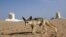 FILE - This Saturday, May 19, 2013 photo shows a Fennec fox, the smallest species of fox, and a native to the Sahara desert in Africa, in the White desert, about 500 kilometers (310 miles) southwest of Cairo, Egypt. 