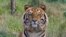 Indian Authorities Relocate Village to Protect Tigers