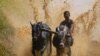 A jockey races a pair of bulls on a paddy fields during the annual Kalapoottu bull running festival in the village of Vengannur near Palakkad, India.