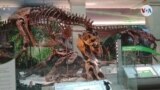 CIENCIA: Nueva exhibición de fósiles, Instituto Smithsoniano