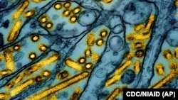 FILE - This colorized electron microscope image released March 26, 2024, shows avian influenza A H5N1 virus particles (yellow), grown in Madin-Darby Canine Kidney (MDCK) epithelial cells (blue). 