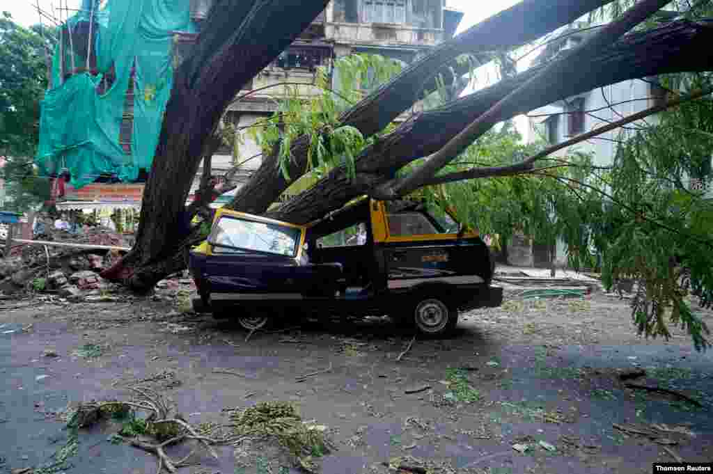 인도 뭄바이에 사이클론 타우크태의 강풍으로 나무가 트럭 위로 쓰러졌다. 