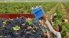 Tunisian Wines Hit by Heatwave