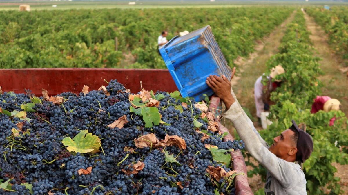 Tunisian Wines Hit by Heatwave