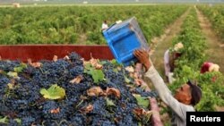 FILE - Workers harvest grapes in a vineyard in Nabeul, Tunisia August 31, 2023. 