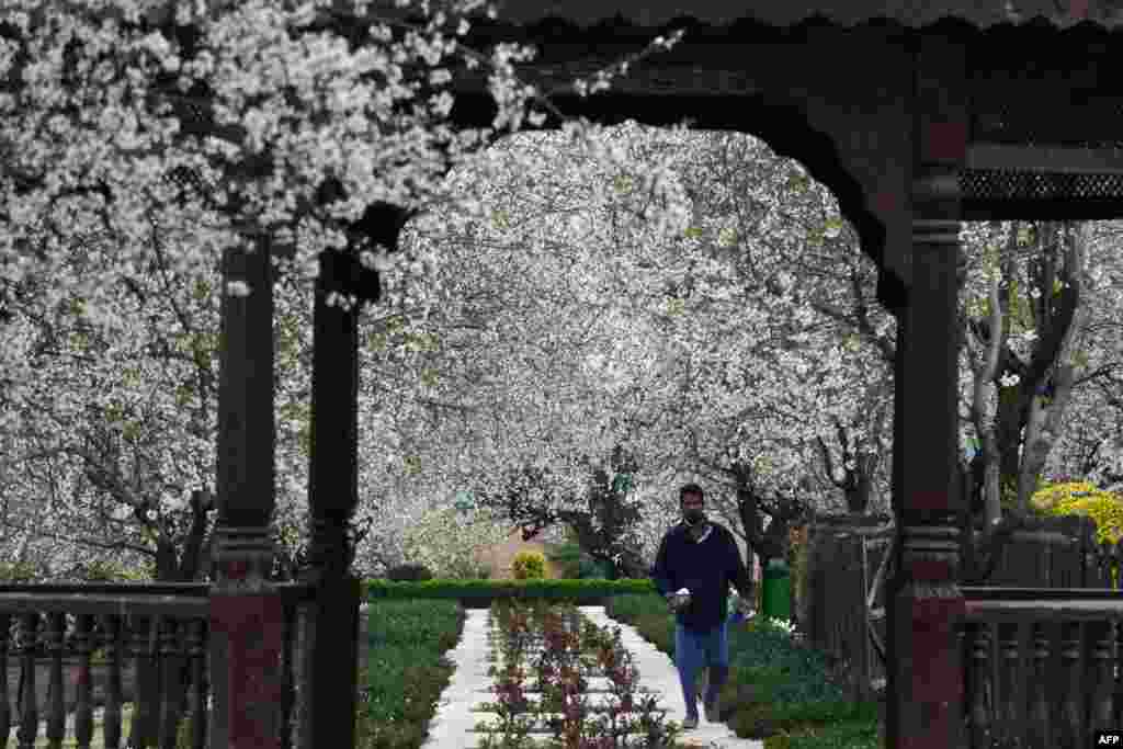 Seorang pria Kashmir berjalan melewati kebun almond yang sedang mekar bertepatan musim semi di Badamwari, Srinagar. Musim semi telah tiba di Kashmir India, yang menandai musim pariwisata di wilayah Himalaya.