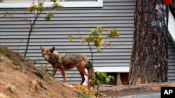 FILE - A coyote wanders through a neighborhood in Cedar Glen, Calif., Nov. 2, 2003, in the San Bernardino Mountains. Scientists have long known that human activity disrupts nature. And the latest research released on Thursday found fear of humans has caused many species to increase their nighttime activity by 20 percent.