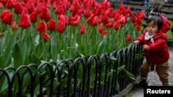 A child looks at tulips in bloom in New York City, U.S. April 2018. (REUTERS/Brendan McDermid)