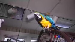 ဗာဂျီးနီးယား ကြက်တူရွေးဆိုင်