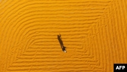 FILE - A farmer dries soybeans in Liaocheng in China's eastern Shandong province, Oct. 23, 2018. China has approved the safety of a gene-edited soybean, as the country increasingly looks to science to boost food production. 