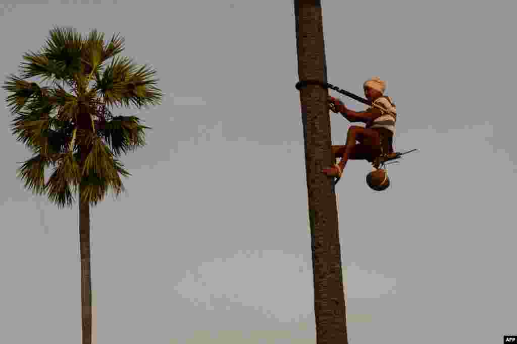 A toddy tapper comes down from a palm tree after collecting sap to make Arak, an alcoholic drink, on the outskirts of Hyderabad, India.