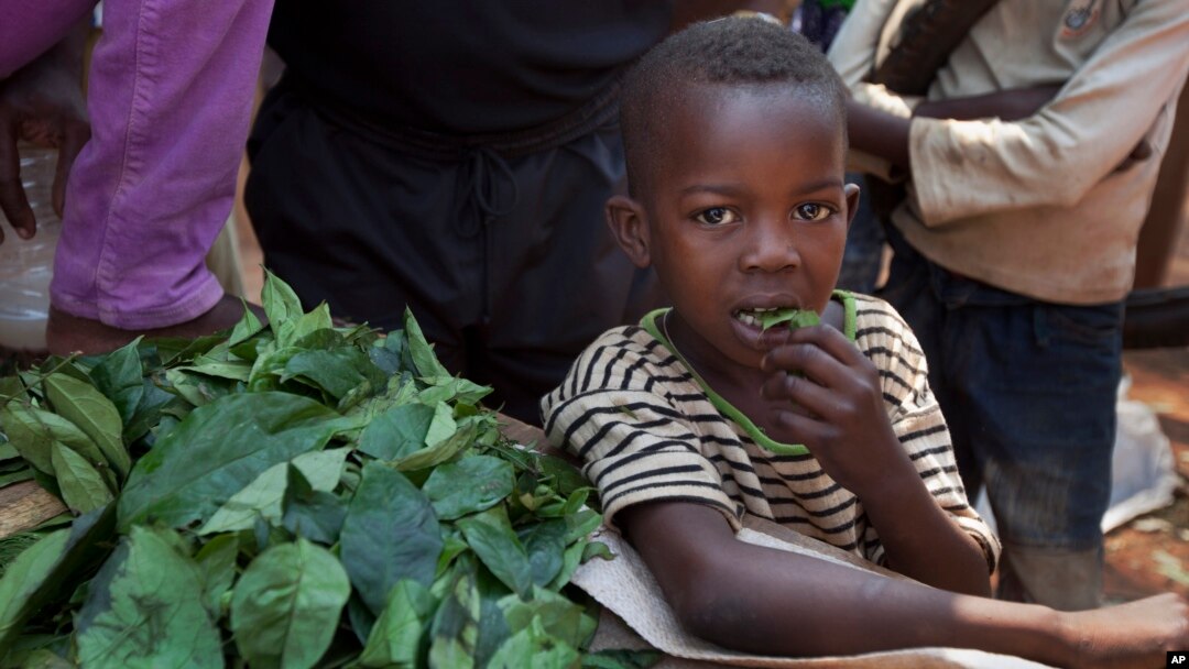 A young boy eats some of the leaves that a market-seller, left, is chopping up for sale at the market in the Bimbo neighborhood of the capital Bangui, Central African Republic, January 1, 2013. 