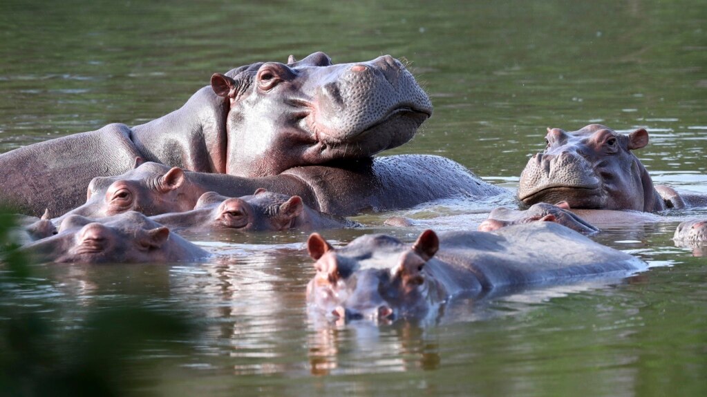 Colombia Proposes Shipping Invasive Hippos to India, Mexico