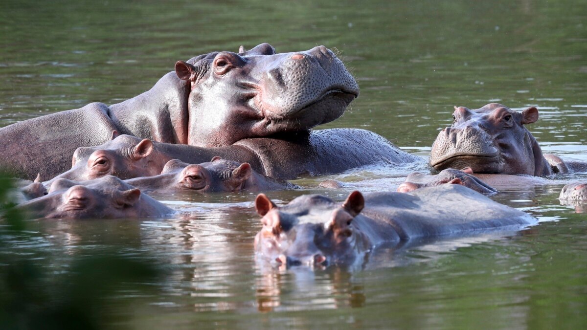 Colombia Proposes Shipping Invasive Hippos to India, Mexico Colombia Proposes Shipping Invasive Hippos to India, Mexico