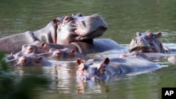 FILE - Hippos float in the lake at Hacienda Napoles Park, once the private estate of drug kingpin Pablo Escobar who imported three female hippos and one male decades ago in Puerto Triunfo, Colombia, February 4, 2021. (AP Photo/Fernando Vergara, File)