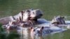ARCHIVO – Los hipopótamos se bañan en el lago del Parque Hacienda Nápoles, que alguna vez fue propiedad del narcotraficante Pablo Escobar, quien importó tres hipopótamos hembra y uno macho hace décadas, en Puerto Triunfo, Colombia, el 4 de febrero de 2021.