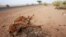 Cattle decompose under the Saharan sun outside the town of Ayoun el Atrous in Mauritania, May 20, 2012. 