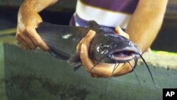 Catfish farming is a moderate-sized industry, but it has been at the center of a dispute in the U.S. Senate.