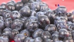 Arándanos ayudan a tratar el cáncer