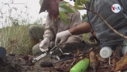 Sin recursos y con poco personal, la paleontología en Venezuela está en extinción