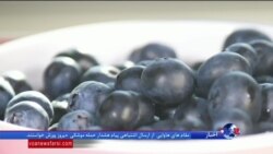 خواص بلوبری در درمان بیماران سرطانی؛ میوه ای کمیاب در ایران