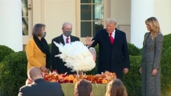 感恩节前夕 特朗普总统赦免两只火鸡