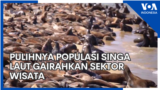 Pulihnya Populasi Singa Laut Gairahkan Sektor Wisata