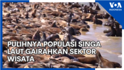 Pulihnya Populasi Singa Laut Gairahkan Sektor Wisata