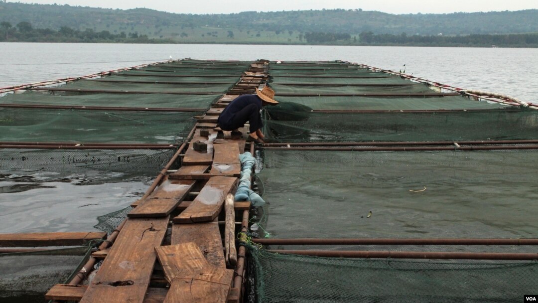 乌干达尼罗河上的网箱养鱼展示