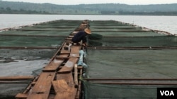 Demonstration fish farming cages on the Nile River in Jinja, Uganda, Sept 24, 2013. (Hilary Heuler/VOA)