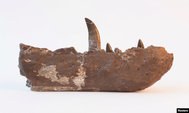 The fossil of the lower jaw and a tooth of the Jurassic Period meat-eating dinosaur Megalosaurus is seen in the collections of the Oxford University. (Oxford University Museum of Natural History/Handout via REUTERS)