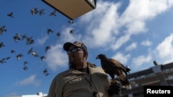 San Francisco metro system hires bird of prey to scare pigeons away