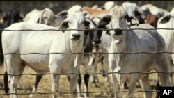 Cattle wait in an enclosure at a livestock export yard in Noonamah, about 50 km (31 miles) south of the northern Australian city of Darwin