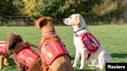 Perros de la organización Medical Detection Dogs, en Milton Keynes, Gran Bretaña, 22-10-2018. Los perros ya se están utilizando para detectar enfermedades como  cáncer y Parkinson.