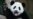 China Disputes Ruling on Giant Pandas, Says They Remain Endangered