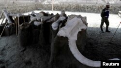 Mammoth bones are pictured at a site where archaeologists and workers of Mexico's National Institute of Anthropology and History work and where more than 100 mammoth skeletons have been identified, Sept. 8, 2020.
