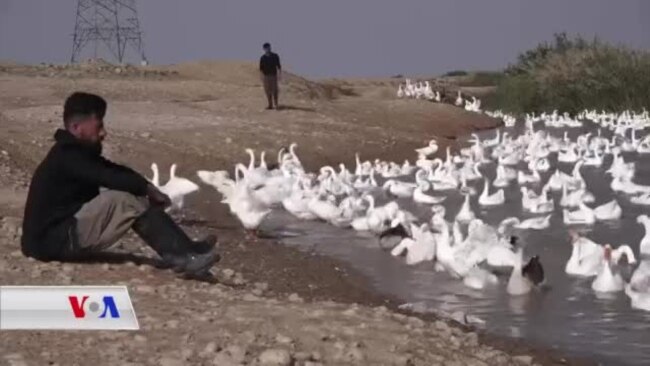 Hevkar û Aras li Germîyanê bi Hezaran Qazên Bîyanî Xwedî Dikin