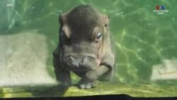 Ֆրանսիայի Բովալի կենդանաբանական այգում առաջին անգամ գետաձի է ծնվել: Գլորիա անունով փոքրիկն արդեն գրավել է տեղացիների սրտերը: