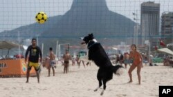 The border collie named Floki plays footvolley — a combination of soccer and volleyball — on Leblon beach in Rio de Janeiro, Sept. 8, 2024.