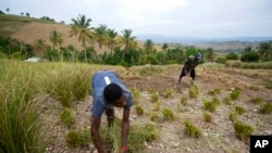 Frito Absolu uses a machete to trim vetiver plants on a hillside in Les Cayes, Haiti.