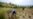 Amid Crisis, Haiti Wants to Save Oil Used in Fine Perfumes